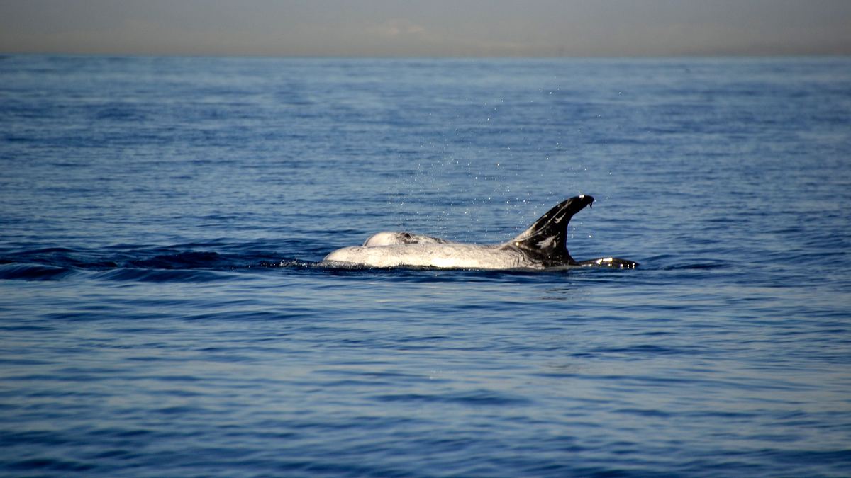 pelagos - welt der wale