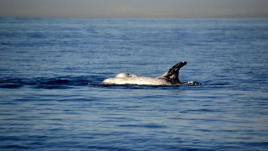 Pelagos - Welt der Wale pelagos - welt der wale