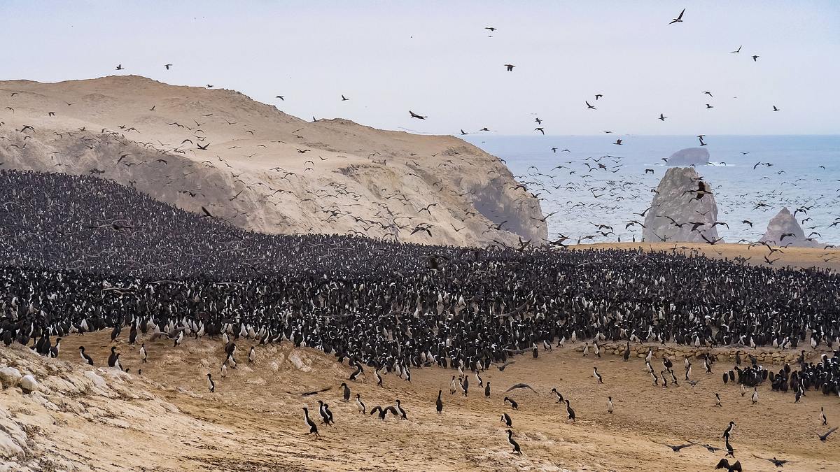 wildes peru