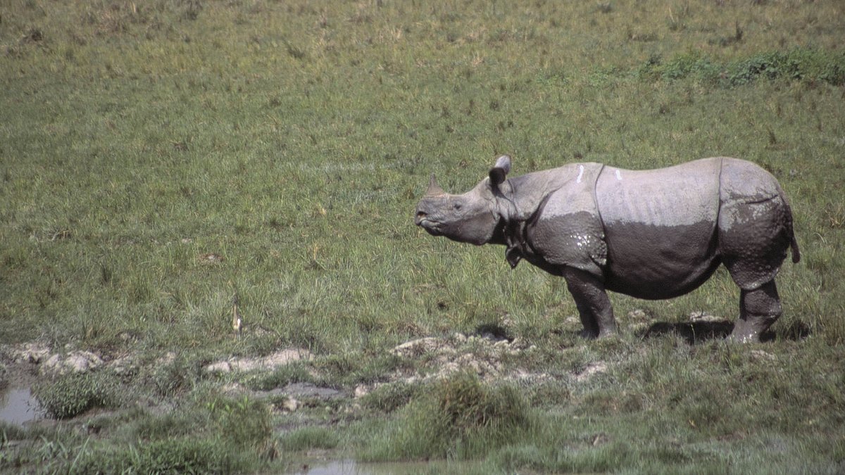 asiens geheime wildnis