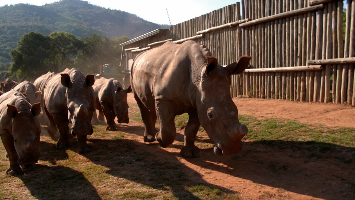 team wildlife südafrika