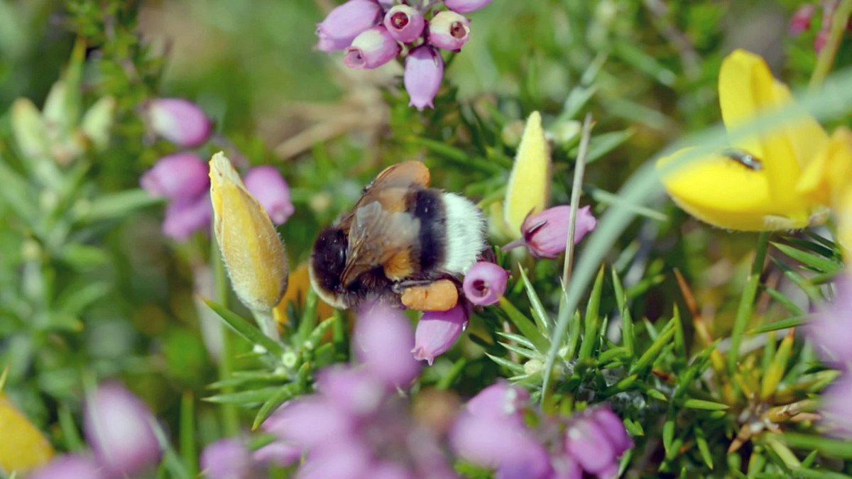 die natur und ihr netzwerk der wohltäter