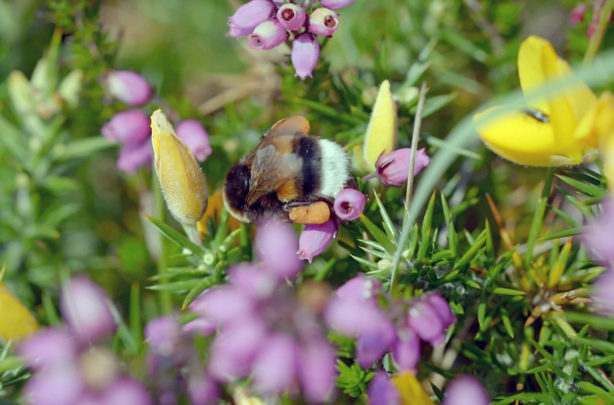 Die Natur und ihr Netzwerk der Wohltäter die natur und ihr netzwerk der wohltäter
