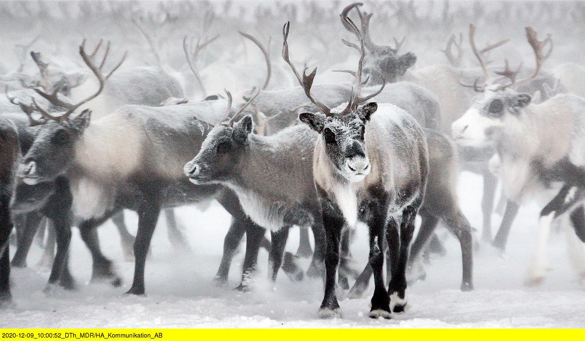 Lappland: Rentiere im Stress lappland: rentiere im stress