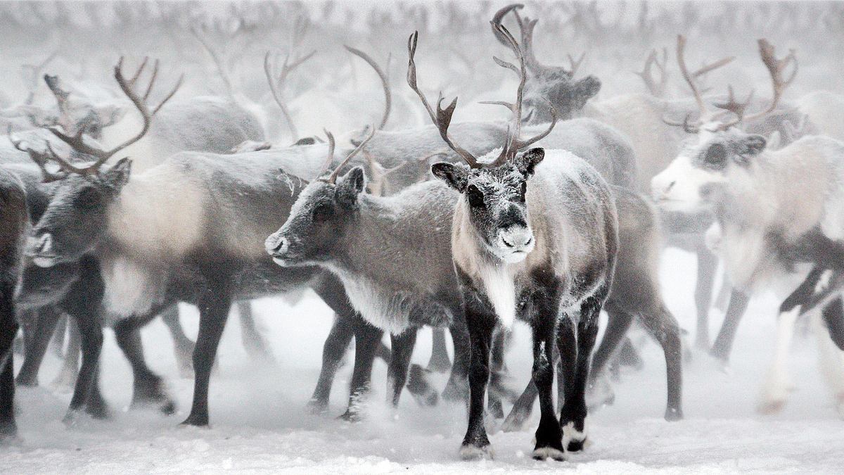 lappland: rentiere im stress