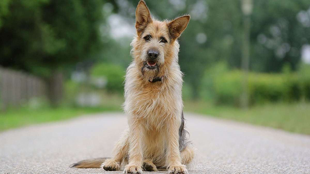 Racko - Ein Hund für alle Fälle Racko - Ein Hund für alle Fälle