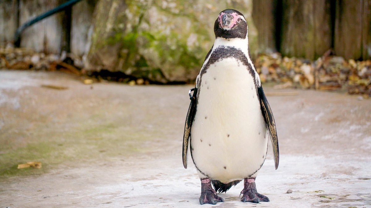 zoo und so - tierisch wild!