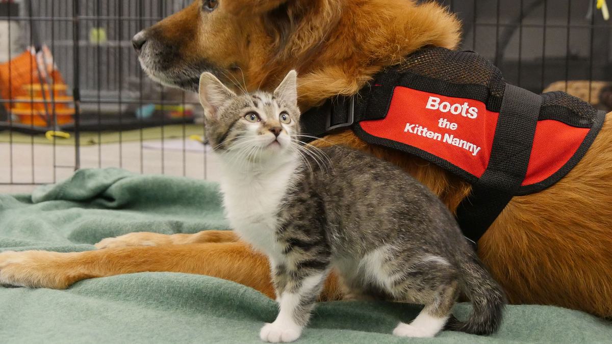 tierische freundschaften