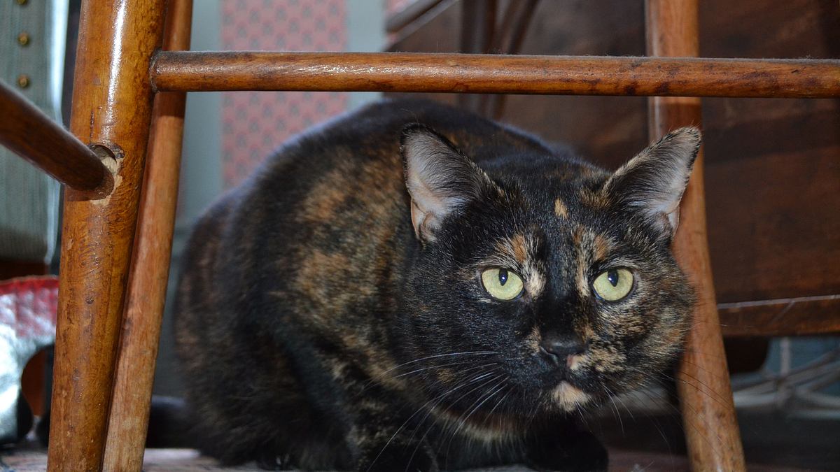 der katzenflüsterer