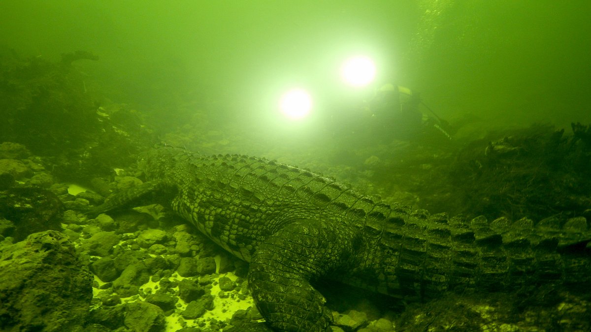 okavango: auf tauchgang mit den krokodilen