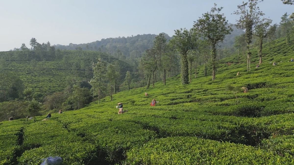 kerala - indiens tropischer garten