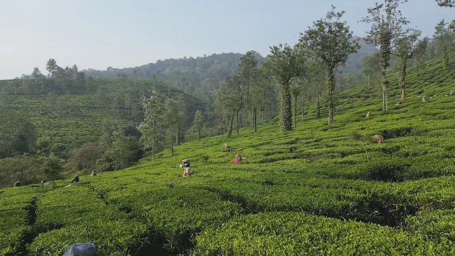 kerala - indiens tropischer garten