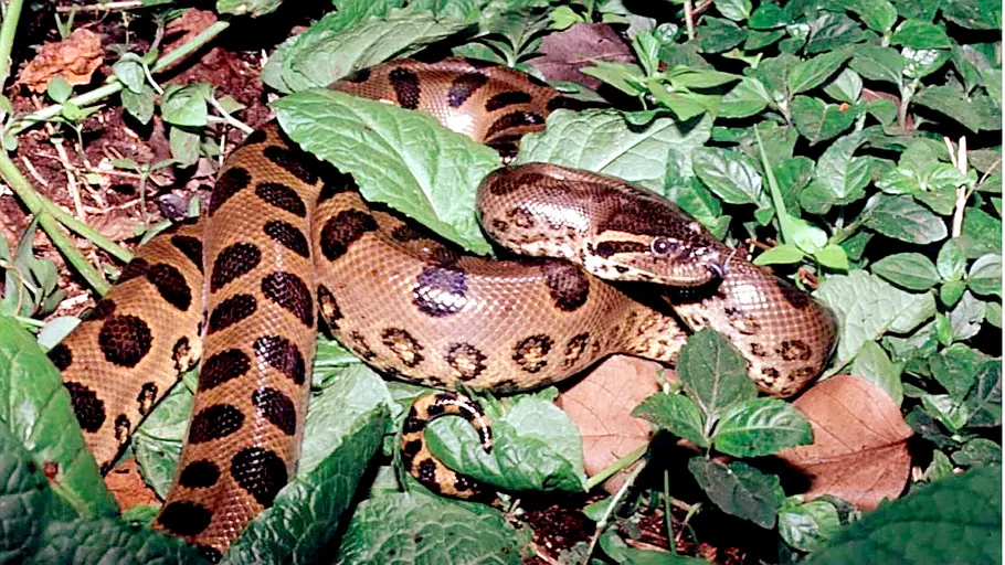anaconda