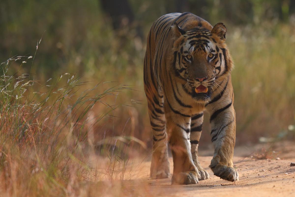 Indien - Im Königreich der Tigerin indien - im königreich der tigerin