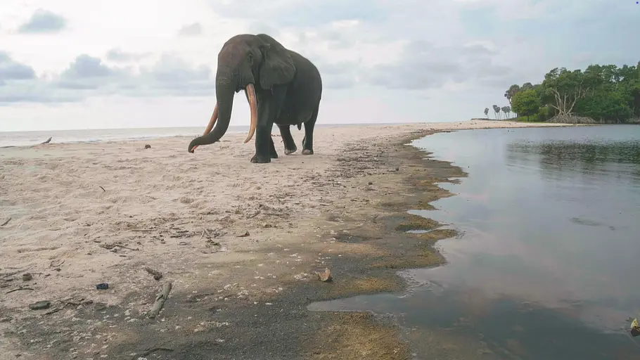 Surfing Hippos - Der Strand der Dschungeltiere surfing hippos - der strand der dschungeltiere