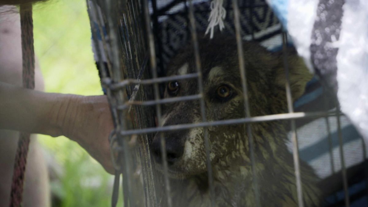pitbulls auf bewährung