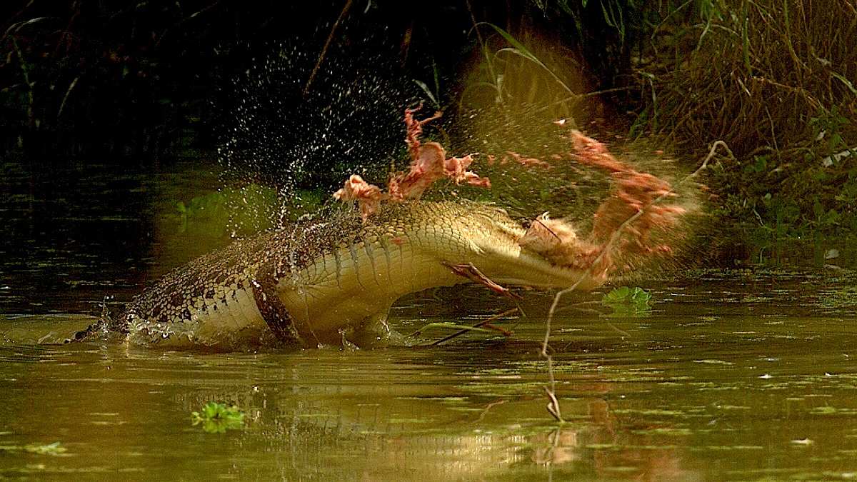 australiens riesen-krokodile