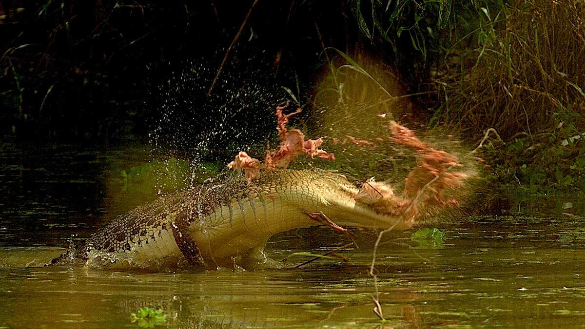 australiens riesen-krokodile