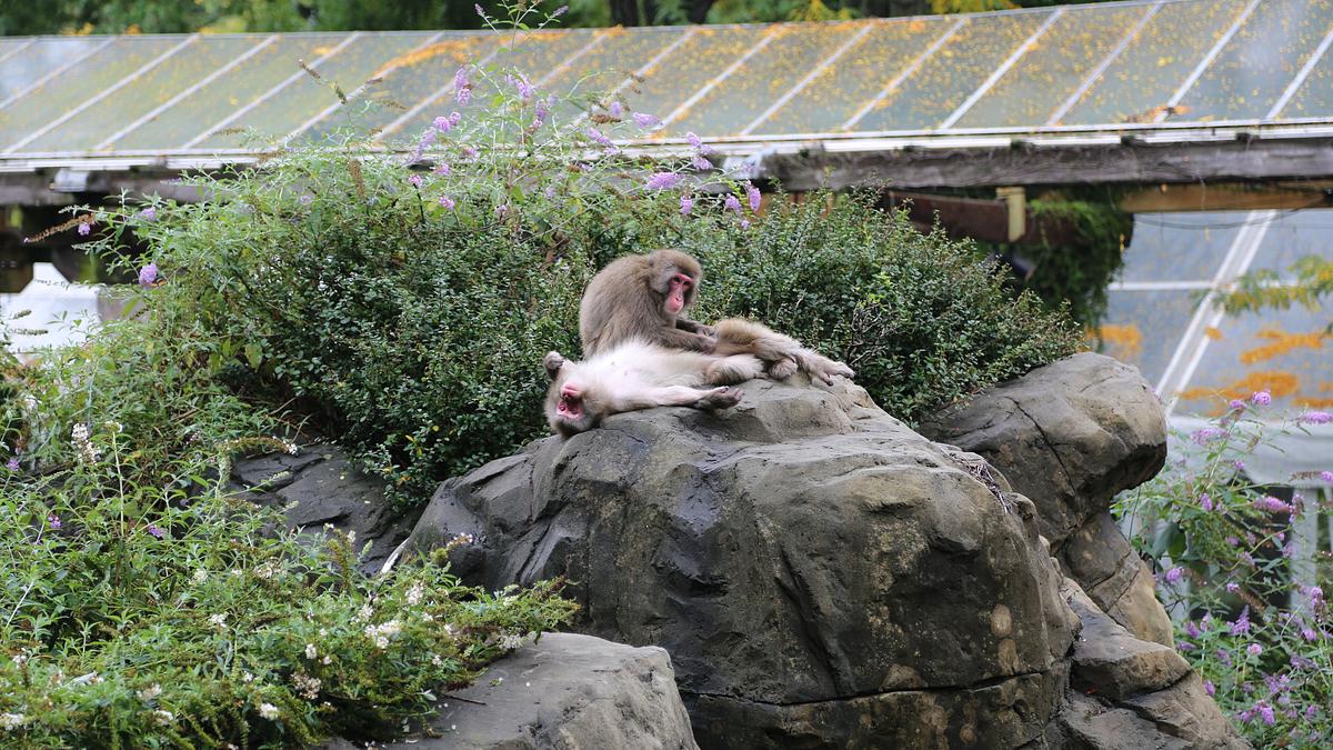 bronx zoo - tierpark der superlative
