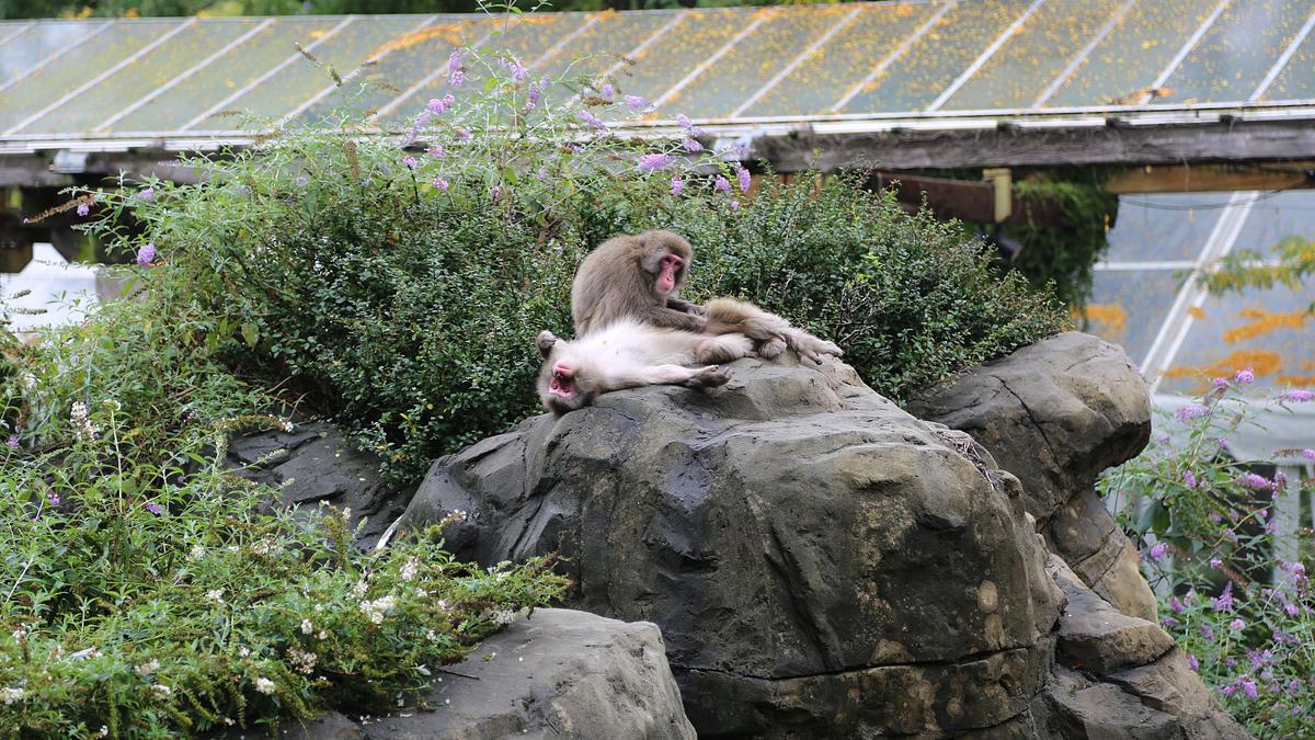 bronx zoo - tierpark der superlative