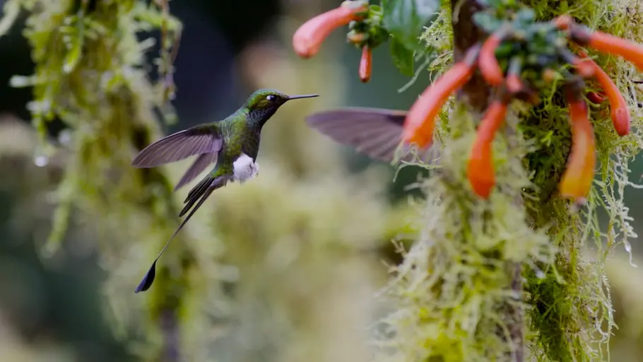 Tierische Überflieger tierische überflieger