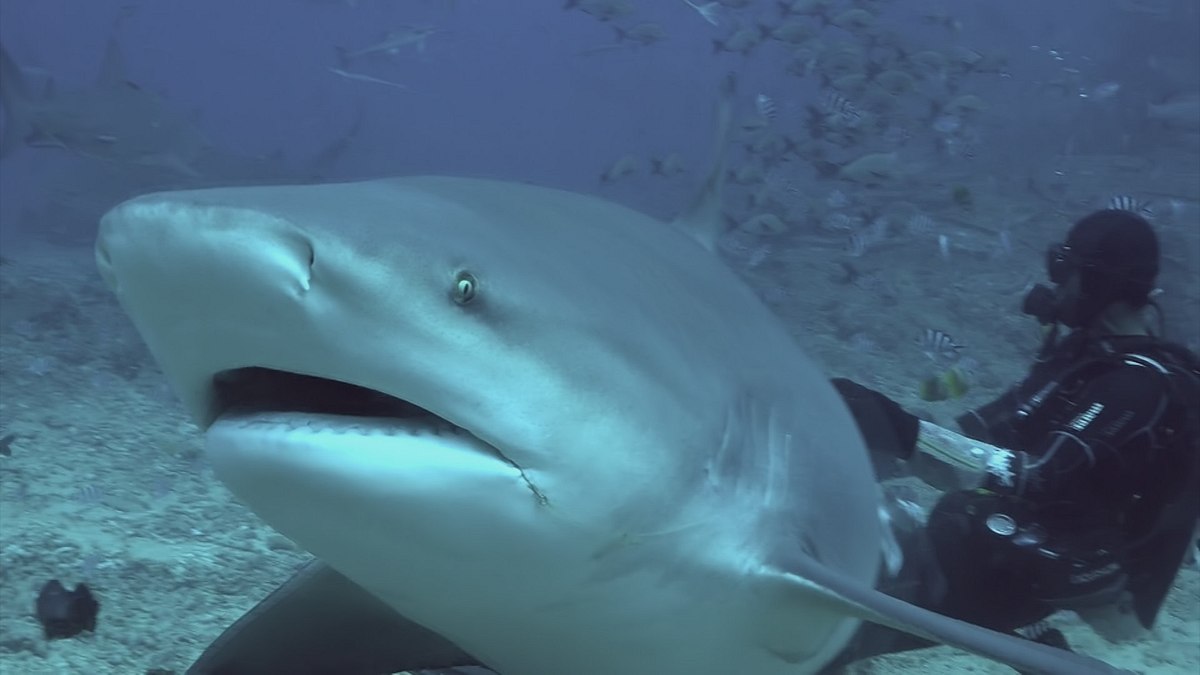 vorsicht bissig: die wildesten hai-videos der welt