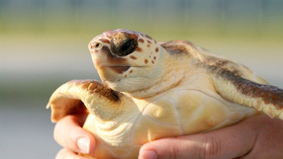 geheimakte wildnis