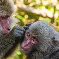 Phänomenale Natur Thumbnail