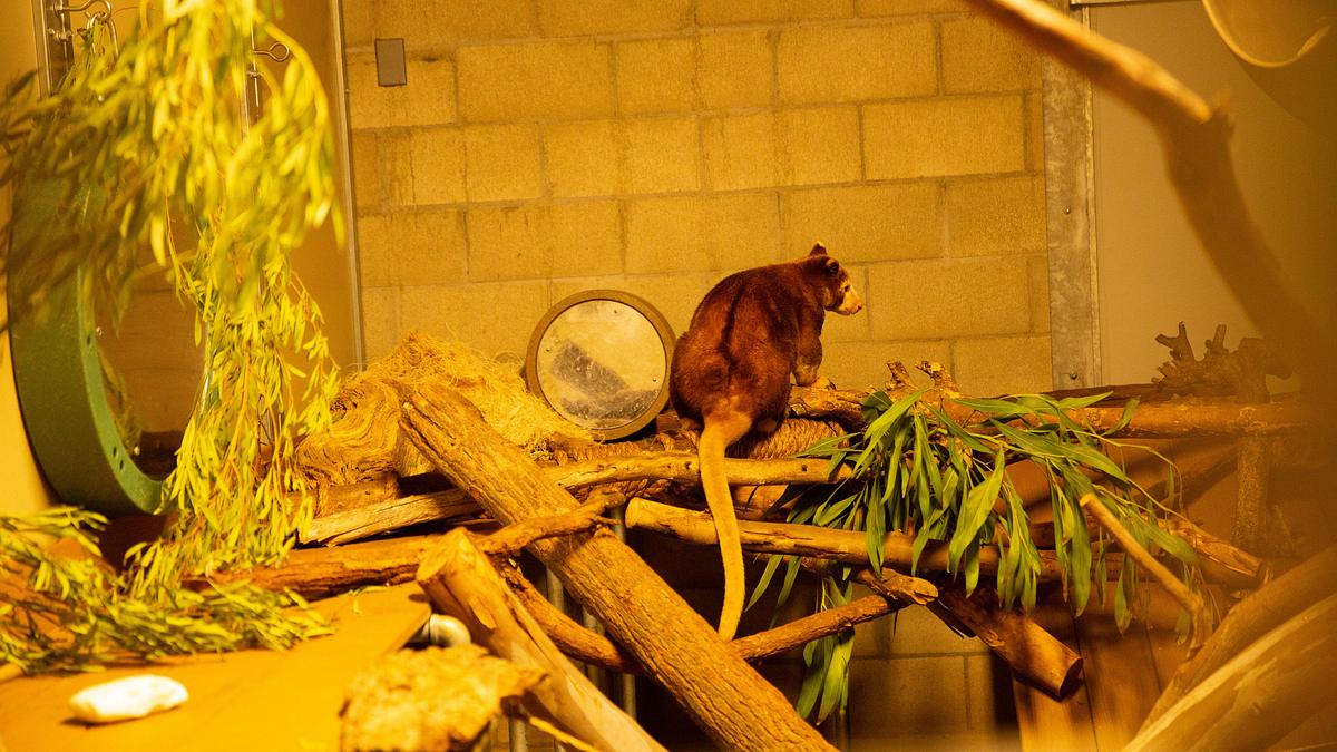 san diego zoo