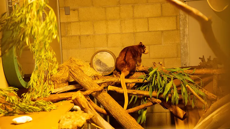 San Diego Zoo san diego zoo