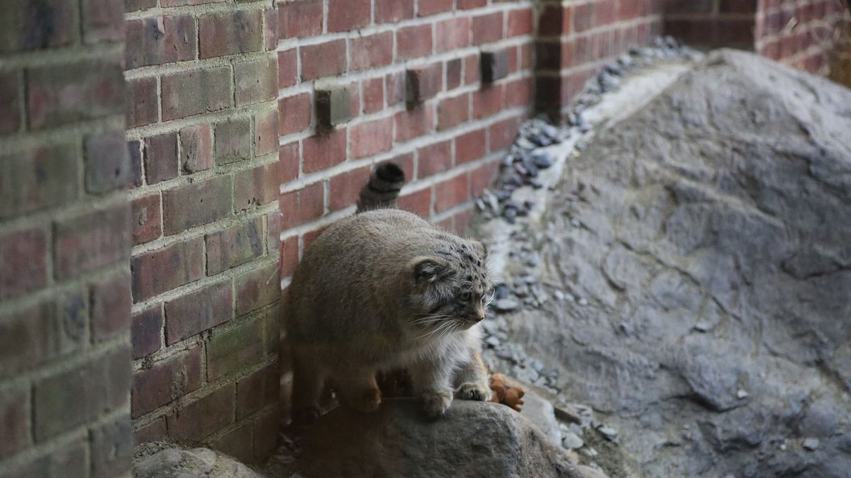 bronx zoo - tierpark der superlative