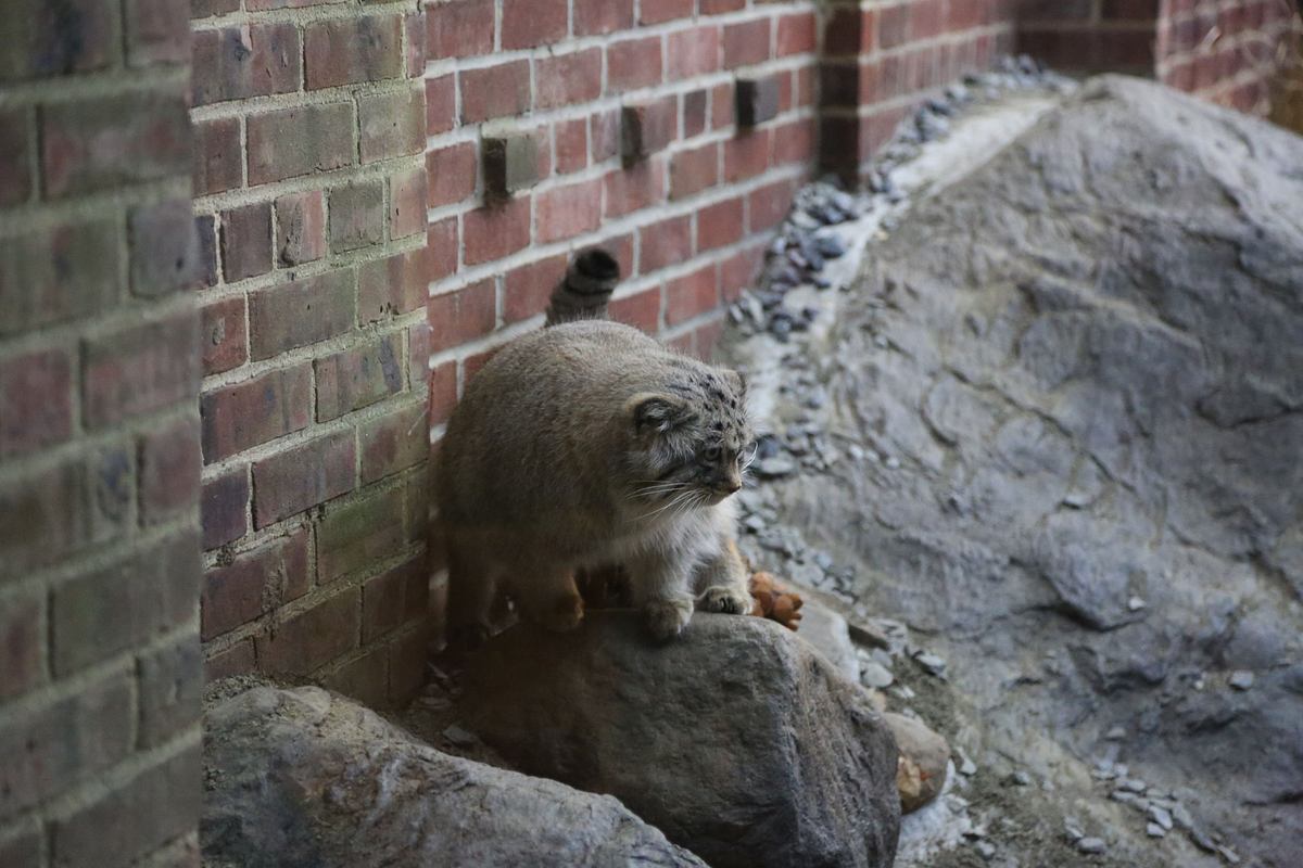 bronx zoo - tierpark der superlative