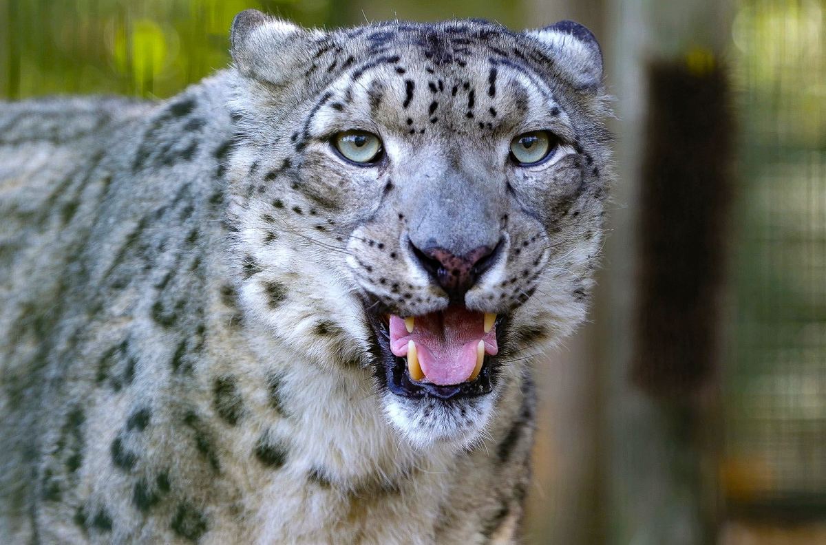 Die Sprache der Tiere die sprache der tiere