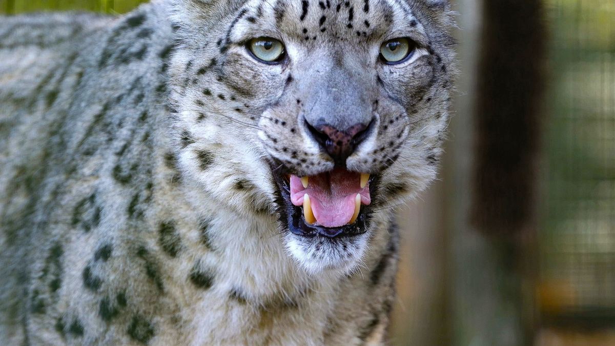 die sprache der tiere