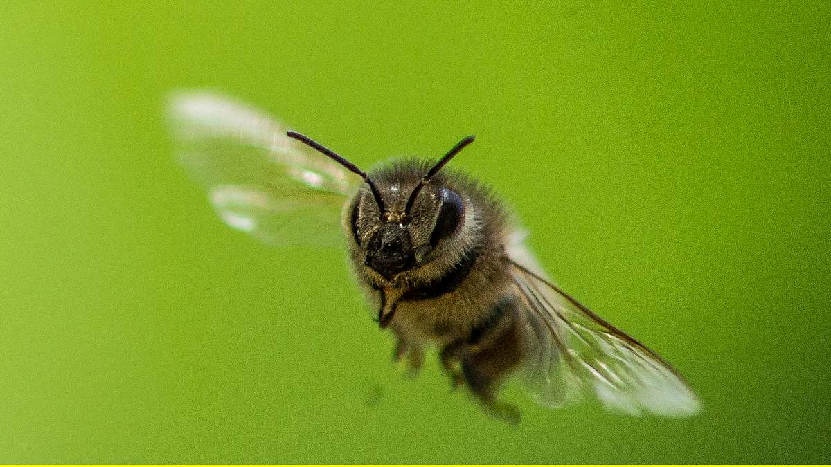 ziemlich wilde bienen