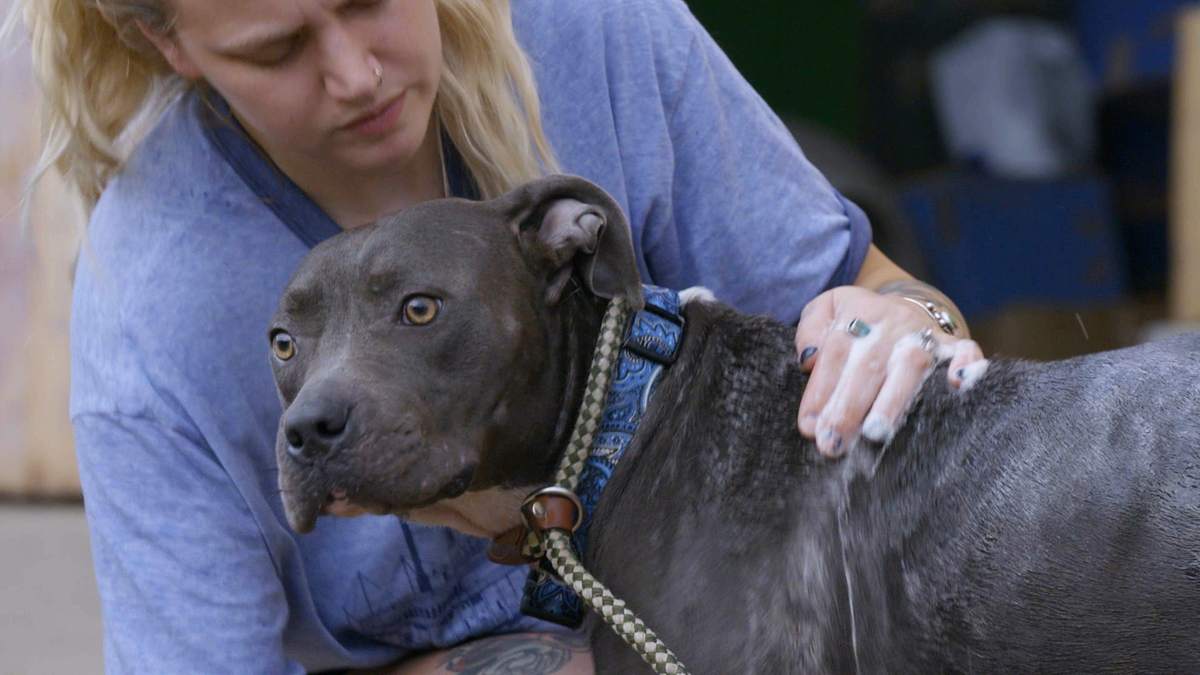 Pitbulls auf Bewährung pitbulls auf bewährung