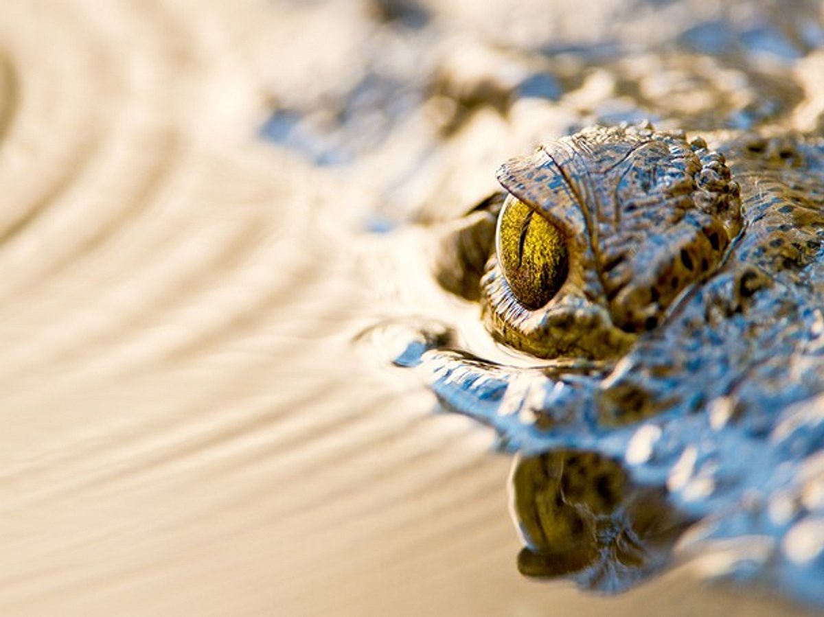Wildes Florida: Königreich der Reptilien wildes florida: königreich der reptilien