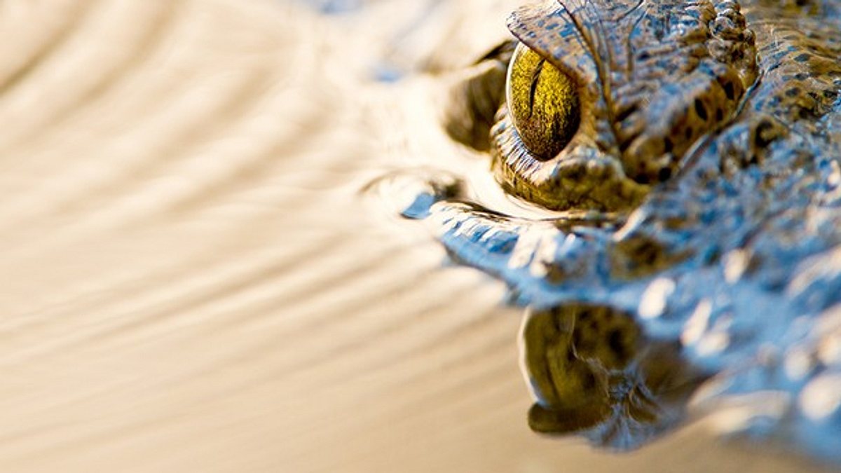 wildes florida: königreich der reptilien