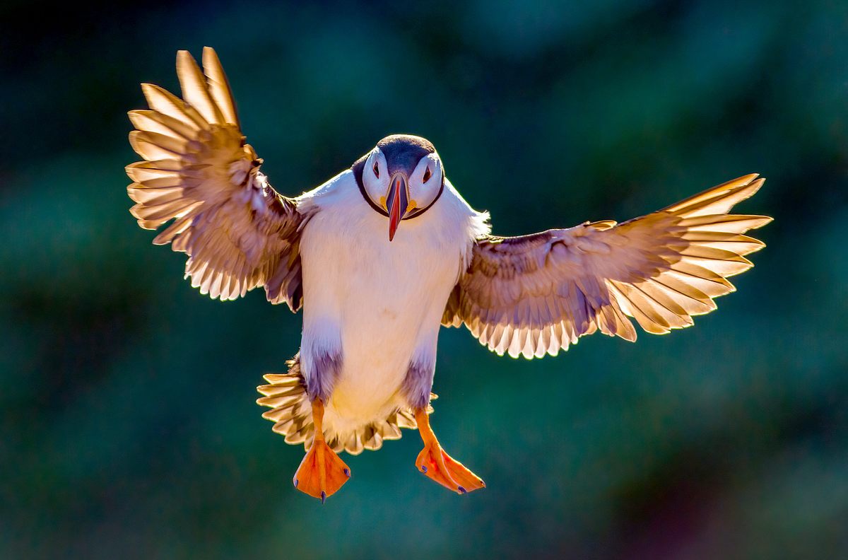 vögel