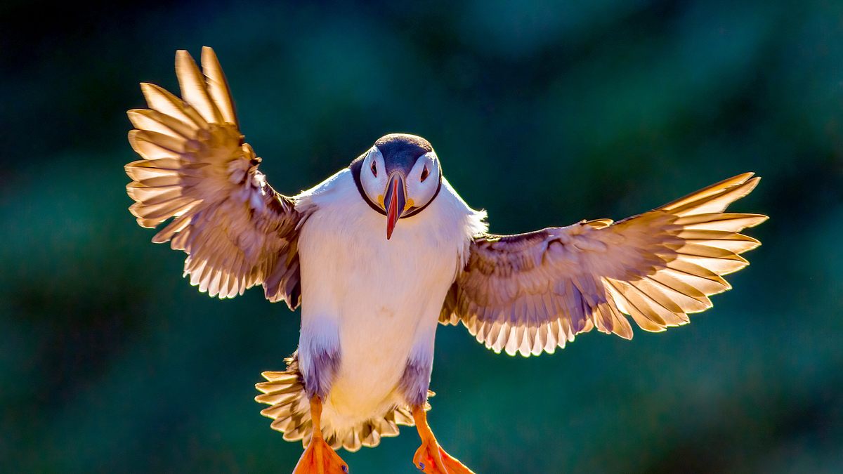 vögel