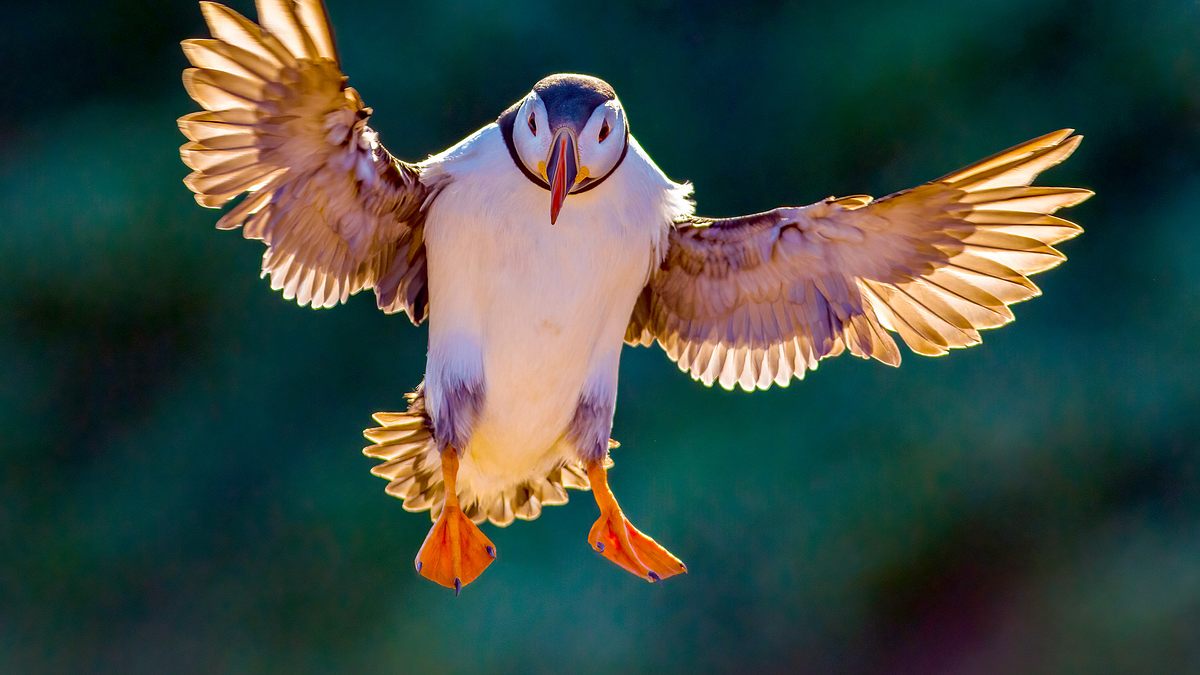 vögel