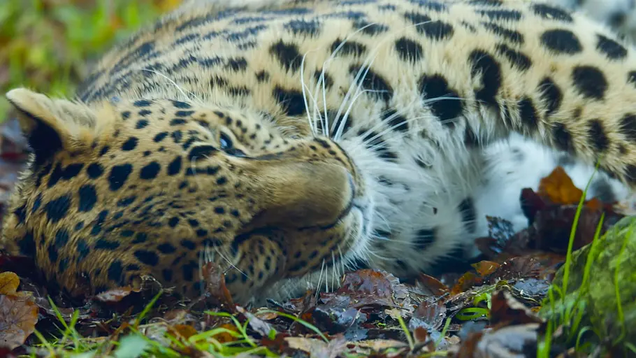 Tierische Doktoren tierische doktoren