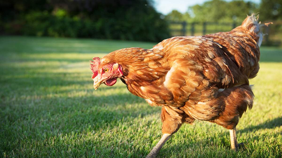 die superkräfte der tiere