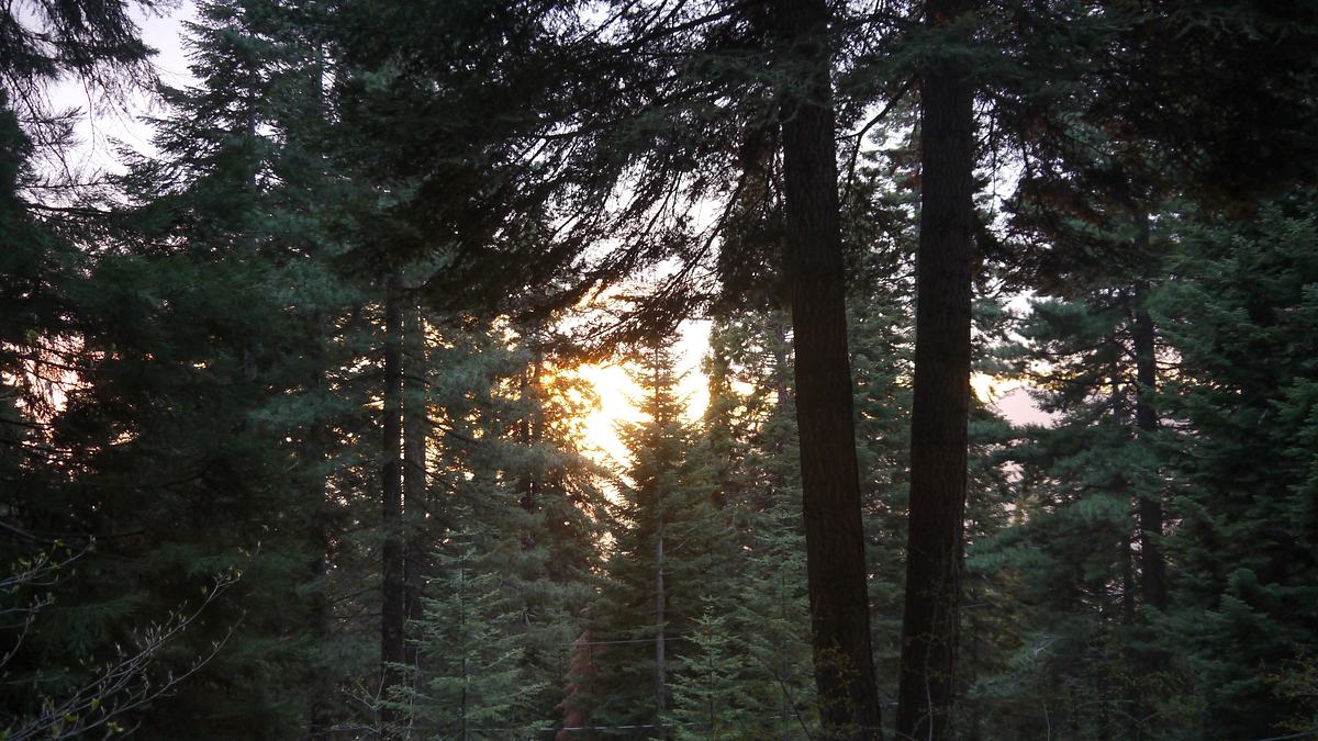 redwood kings - träume aus holz