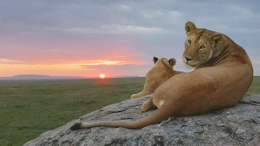 Serengeti - Wilde Geschichten aus der Savanne serengeti - wilde geschichten aus der savanne