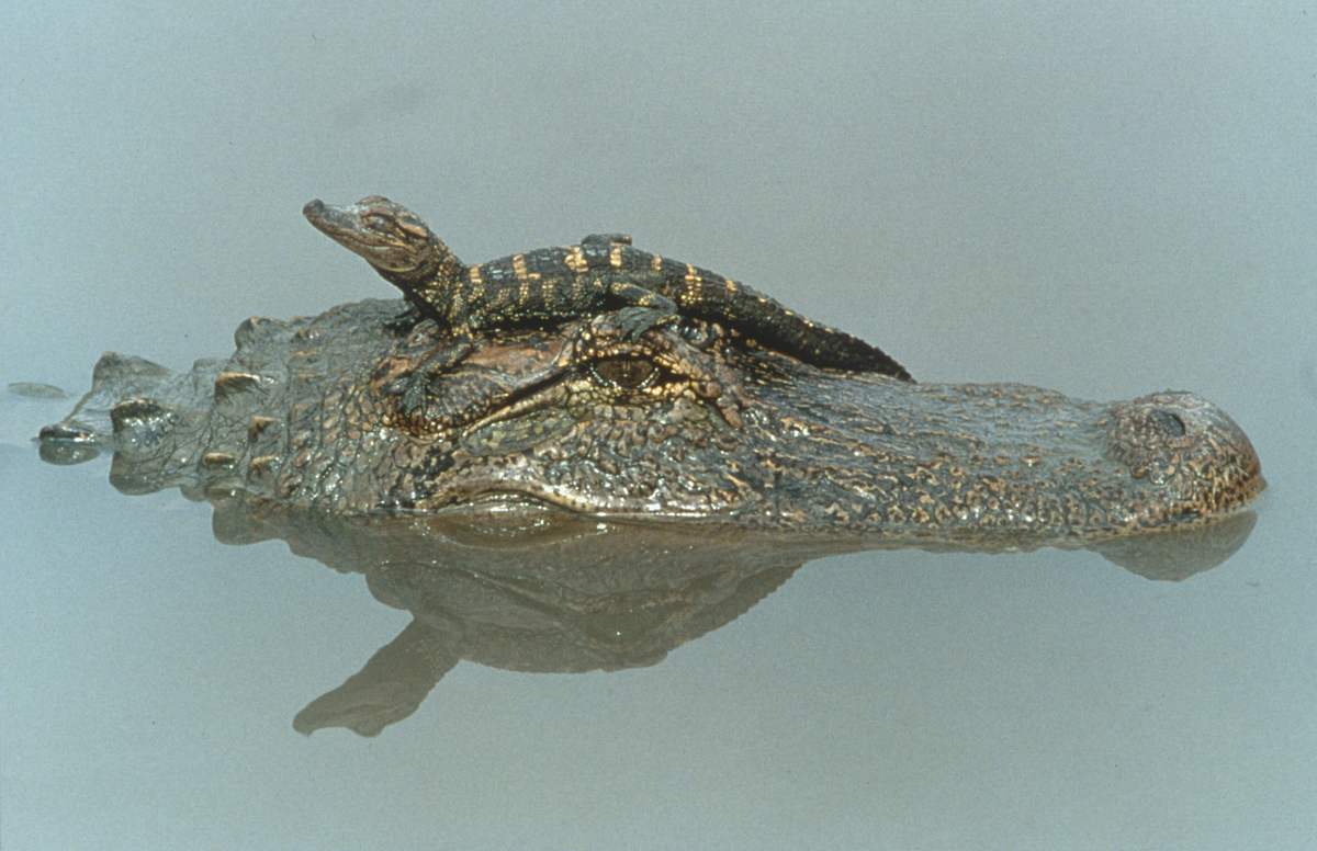 Australiens Riesen-Krokodile australiens riesen-krokodile