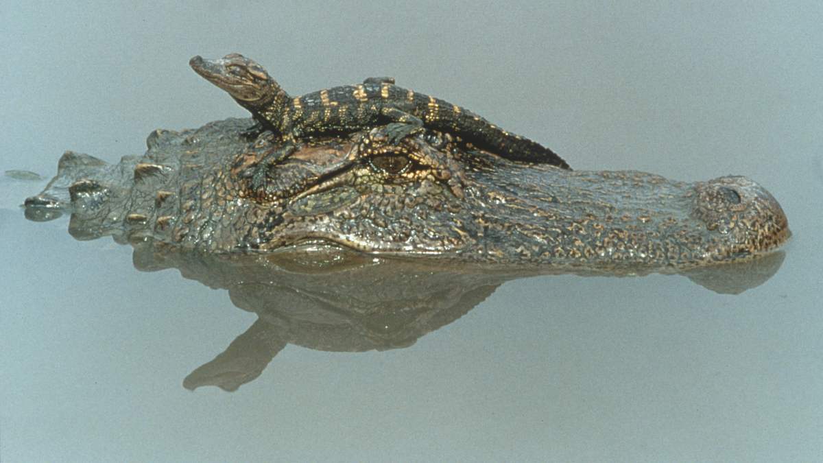 australiens riesen-krokodile