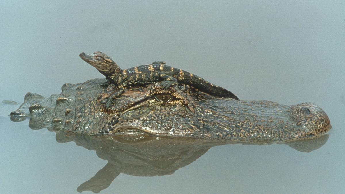 australiens riesen-krokodile