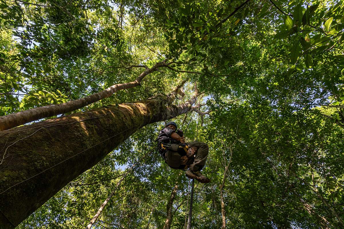 hoffnungsträger wald - können bäume das klima retten?
