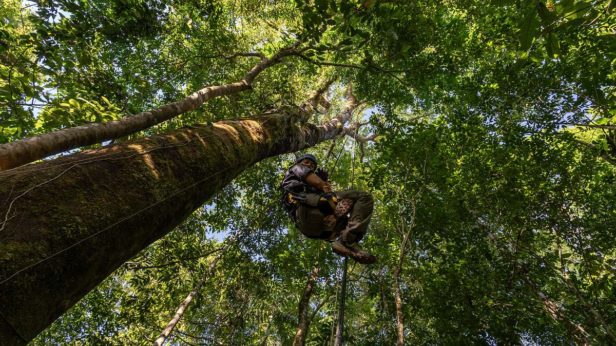 hoffnungsträger wald - können bäume das klima retten?